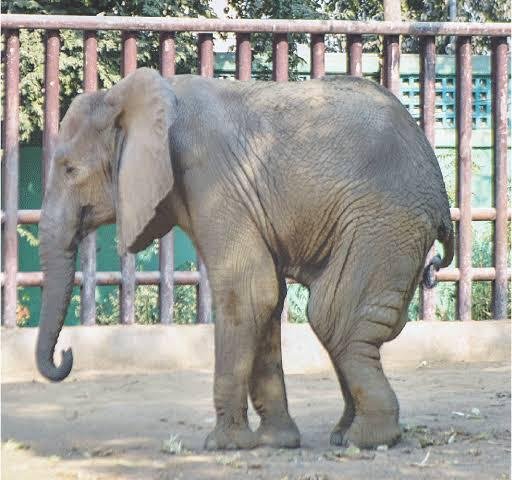 elephant-noor-jahan-treatment